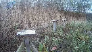 Grit Trays Causeway GritTray1 Leighton Moss 20251020091856 20251020091930 129156