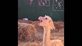 Newborn Alpaca making first sounds #shorts
