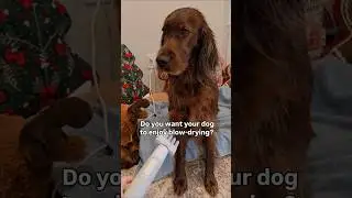 Clean dog #irishsetter #cleandog #dog #dogbreed #reddog #beautifuldog #seterirlandzki #cute