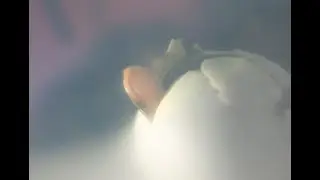 Khaki Campbell Duckling hatching
