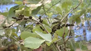 Yellow-Butea-Monosperma-Plash-grafting-flowers-plant