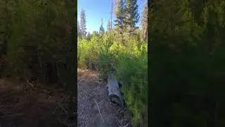 Thousands Of Saplings Growing Near Kennedy Meadows   #sierranevada #mountains #nature #hiking