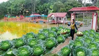 Harvest Lots Of Large Cabbages to Sell - Plant More Kinds Of Vegetables for the Garden.