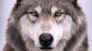 Como aceptar ser un lobo solitario y caminar por tu propio camino.
