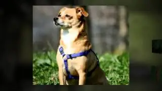 Private Dog Training Encinitas CA Private Dog Trainers