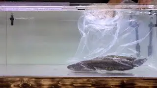 捕まえてきた巨大雷魚を１２０cm水槽にぶち込む