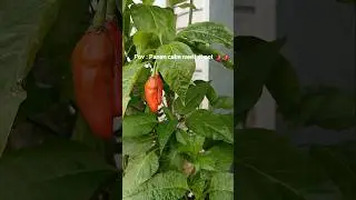 Panen cabe rawit di pot 🌶🌶 #cabe #cabai #cabailokal #cabairawit #chili #cooking