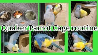 Quaker Parrot Cage Routine In Breeding Season | Monk Parrot Hormonal Behaviour 🦜