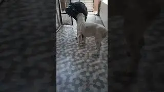 Dog ❌️ Family ✅️  #pets#love#funny#smalldog#doglover#mydog#dogcare#shorts#shortsvideo#youtubeshorts