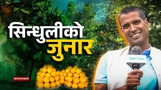 जुनार खेतीबाट मनग्य आम्दानी_ जुनार खेतीको हव बन्दै सिन्धुली || Junar Farming || Haribabu Gajurel ||