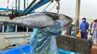 Unbelievable Tuna Harvest in Vietnam! Fishermen Bring In **Hundreds of Tons of Fresh Catch Daily