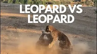 Cat fight!! Two leopards take each other on in a territorial battle.