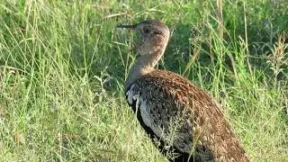 Call of the Red-crested Korhaan