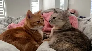 I found my cats snuggling together