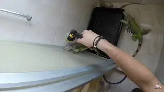 Bañando A Mis Reptiles
