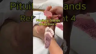 Reflex Point 4: 🧬 Pituitary Glands 🧬  #thailandiamassage #houstontx #footmassage