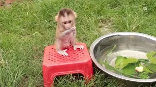 So Brave Baby Monkey, Little Monkey Jason Peaceful Sitting Wait For Herbal Morning Bathing