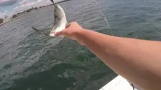 Connecticut Blue Fish