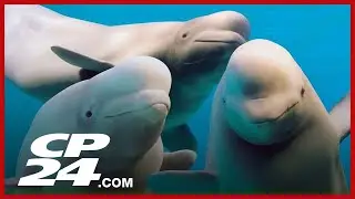 Marineland will kill 30 Beluga whales and four dolphins unless it can send them to U.S.