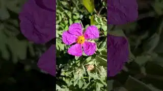 La fleur chanteuse 'Coccinelle'