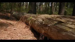 Sequoya State Park Forest (Oklahoma
