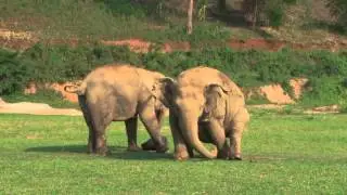Mae Perm & Jokia at Elephant Nature Park