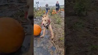 Puppy zoomies at the pumpkin patch 🎃 #pup #puppy #cocker #spaniel #cockerspaniel #pumpkin #pumpkins