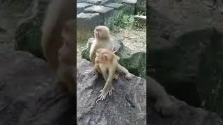 #short, the monkey sovanna grooming to the monkey katy