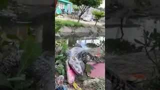 El Cocodrilo Divertido #viral #tendencias #funny #comedy #videsgraciosos
