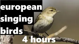 European Birds Singing (4 hours)