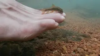 Garra mullya - the doctor fish of India? (turn [CC] on)
