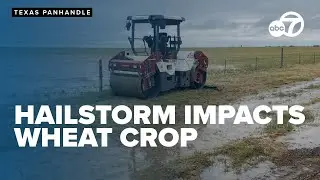 Hailstorm wreaks havoc on Deaf Smith, Randall County farms, damaging wheat crops