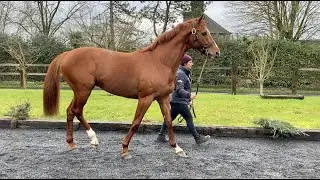 NIRVANA DU BERLAIS - Haras de la Hêtraie - Tournée des Étalons du Grand Ouest