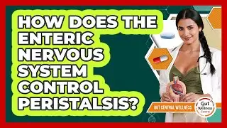 How Does The Enteric Nervous System Control Peristalsis? - Gut Wellness Central