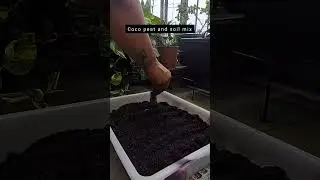 Morning routine |Recycle |Microgreens | potting|