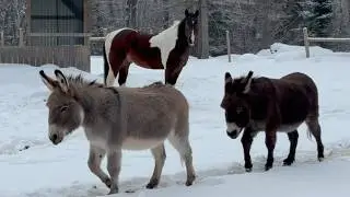 Donkeys vs Horse: Hilarious Roll-Off Challenge!