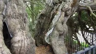 Present At The Time Of William The Conqueror ￼Ancient Yew Tree Crowhurst East Sussex. 1066 & Beyond