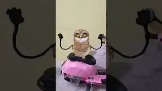 Ullu 🦉| Ullu funny dance | Owl funny  | उल्लू #nivetadhingramusic #ullu #owl #shorts #funny