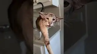 Sweet Oriental Shorthair Cat