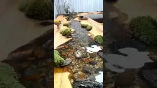 kolam cantik di meja kayu. #subscribe #shortvideo #viral #shorts #short
