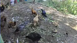Morning Feed &ndash; Backyard Farming | Day 02