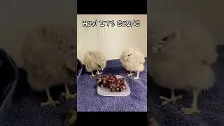 Adorable Baby Kestrels