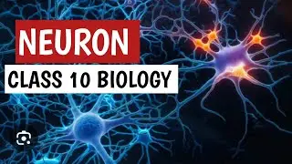 Structure of Neuron ||Types of Neuron|| Class 10 Biology ||Federal board|| NBF