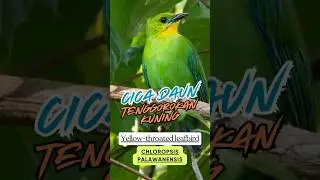 Mengenal Cica-daun Palawan, Burung Endemik Filipina yang Berbeda dari Kerabatnya