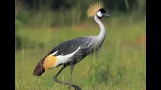 Efforts underway in Kenya to protect endangered grey crowned crane bird