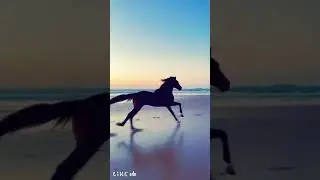Freedom horse 🐎 #shorts #video
