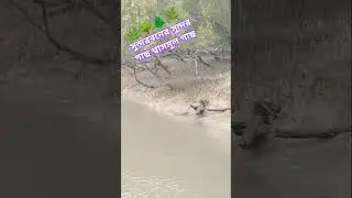 সুন্দর গাছ শ্বাসমূল গাছ 🌿🌿  #naturelovers #nature #garden #forest #plants #sundarban