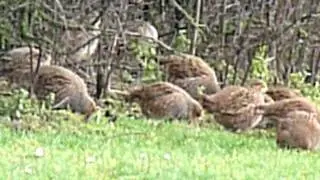 Perdix perdix / Grey partridge / Patrijs / Perdrix grise / Rebhuhn