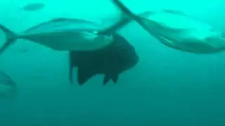 Black Grouper (Mycteroperca bonaci)