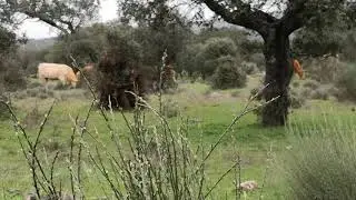 Videos de perdiz con reclamo